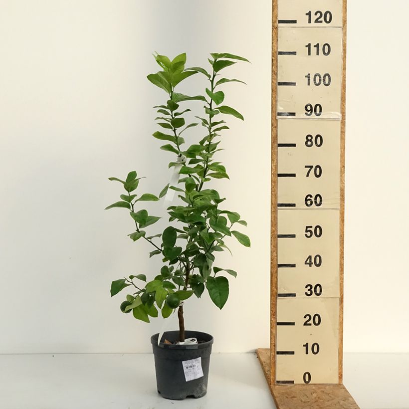 Exemplar von Hybride Orange Doppio Sanguigno - Citrus sinensis x meyeri Topf mit 4L/5L, 1/4 Stängel wie im Sommer geliefert