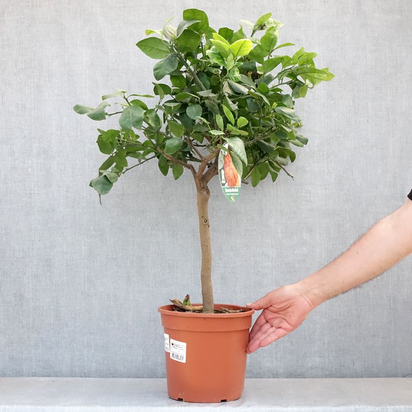 Exemplar von Hybride Orange Doppio Sanguigno - Citrus sinensis x meyeri Topf mit 4L/5L, 1/4 Stängel wie im Frühjahr geliefert