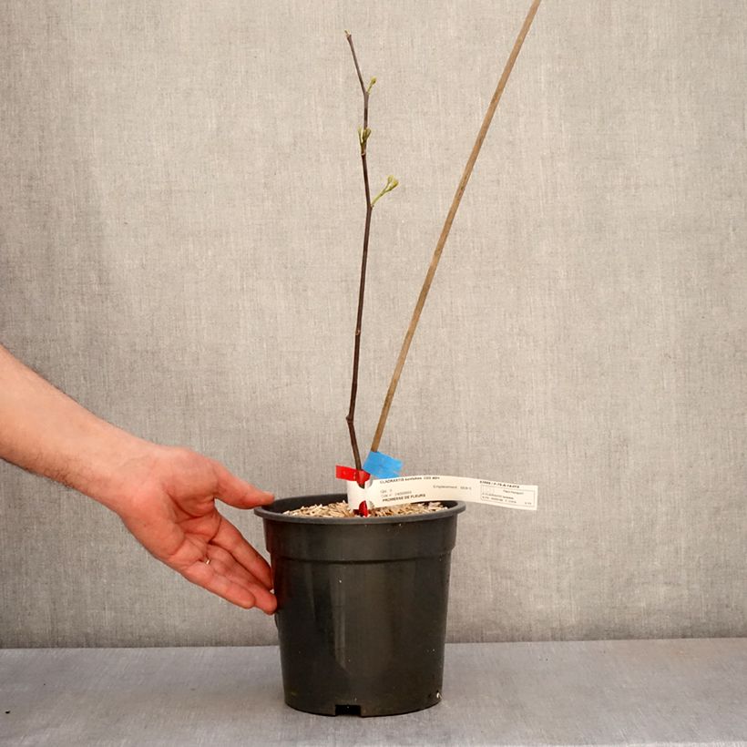 Exemplar von Cladrastis kentukea - Gelbholz Topf mit 3L/4L wie im Frühjahr geliefert