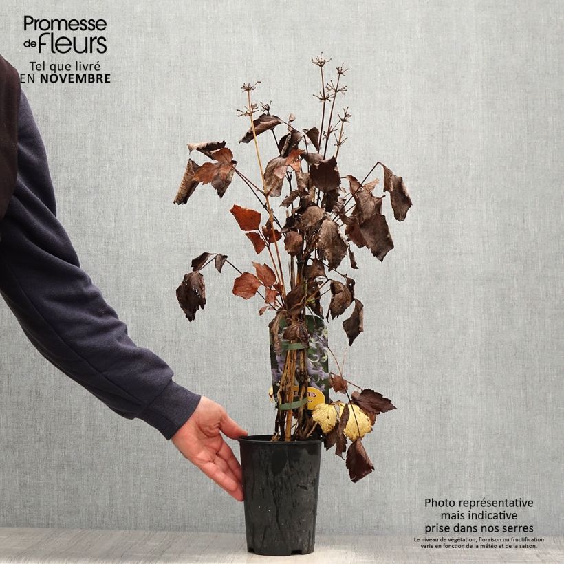 Exemplar von Clematis heracleifolia Côte d'Azur - Stauden-Waldrebe Topf mit 2L/3L wie im Herbst geliefert
