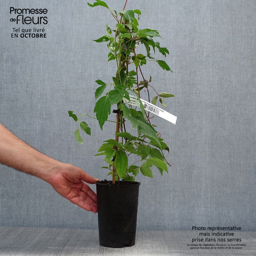 Exemplar von Waldrebe Pink Perfection - Clematis Topf mit 1,5L/2L wie im Herbst geliefert