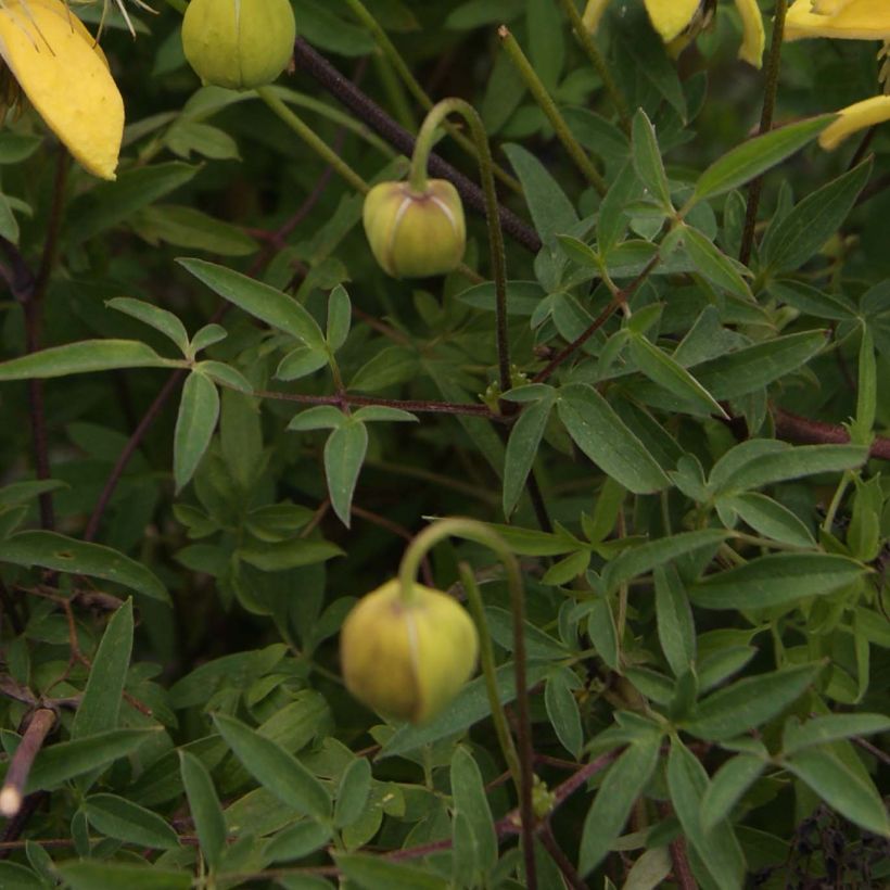 Clematis tibetana var. vernayi Orange Peel - Waldrebe (Laub)