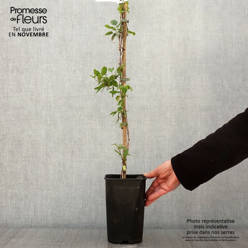 Exemplar von Clematis cirrhosa Wisley Cream - Waldrebe Topf mit 2L/3L wie im Herbst geliefert