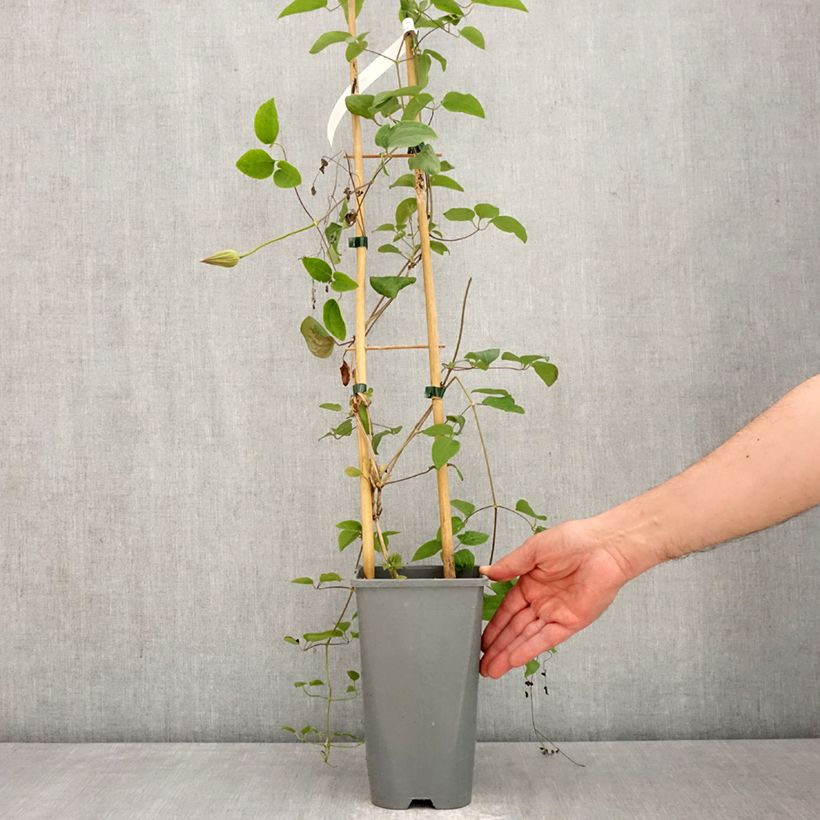 Exemplar von Clematis Abilène - Waldrebe Topf mit 2L/3L wie im Frühjahr geliefert