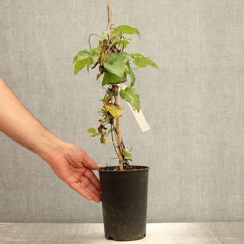 Exemplar von Clematis Alice Fisk - Waldrebe Topf mit 2L/3L wie im Sommer geliefert