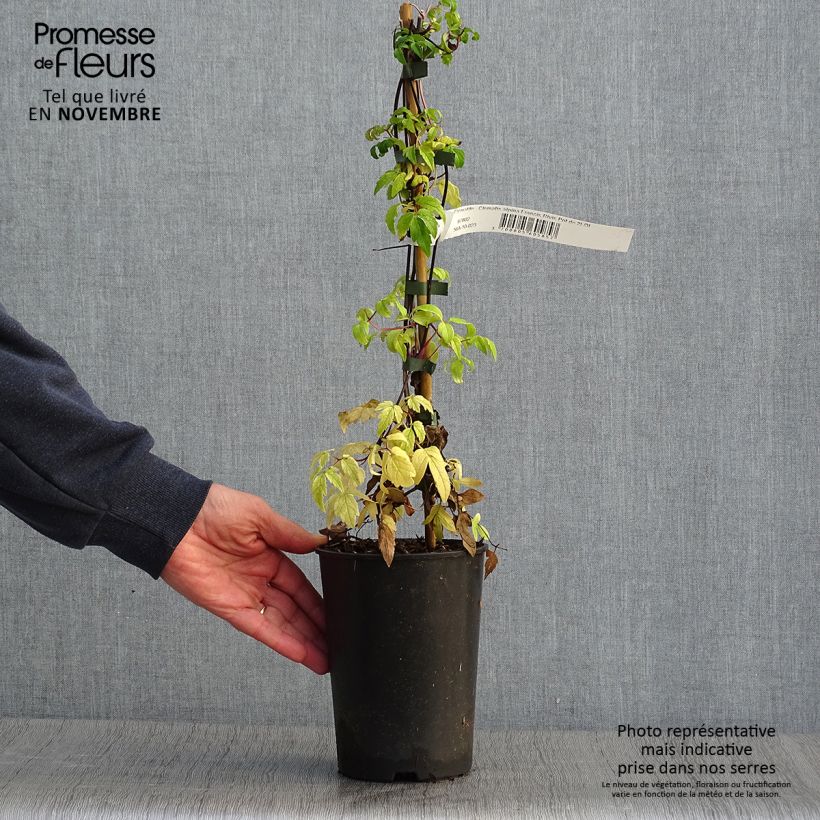 Exemplar von Waldrebe Francis Rivis - Clematis Topf mit 2L/3L wie im Herbst geliefert