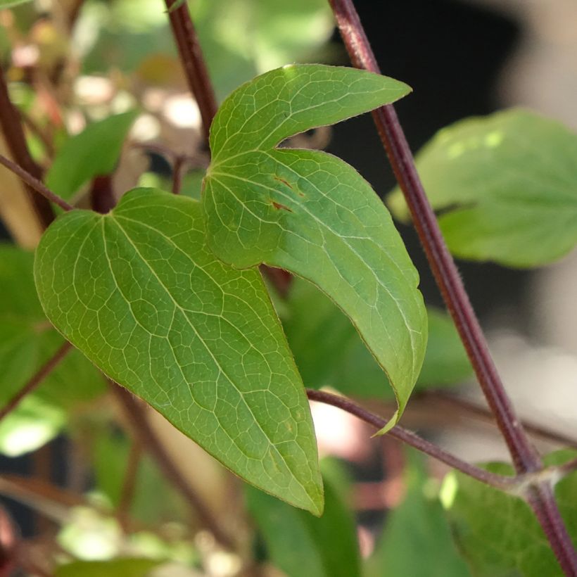 Waldrebe Anna Louise Evithree - Clematis (Laub)