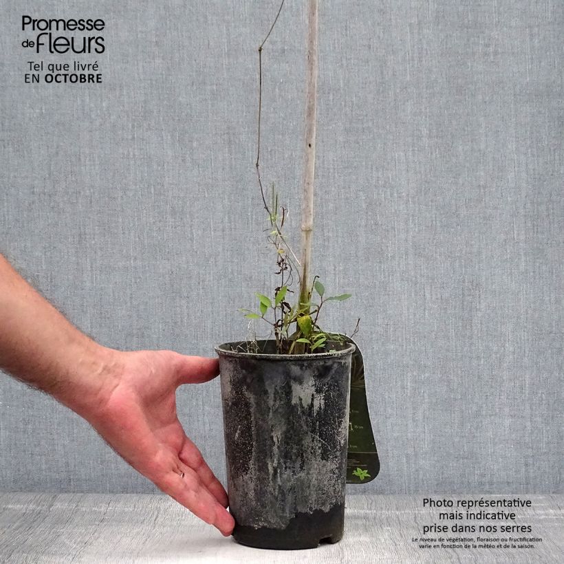 Exemplar von Waldrebe Annabella - Clematis Topf mit 2L/3L wie im Herbst geliefert