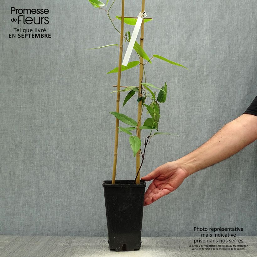 Exemplar von Clematis armandii Hendersonii Rubra - Immergrüne Waldrebe Topf mit 2L/3L wie im Herbst geliefert