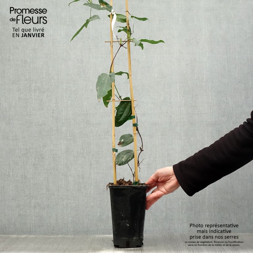 Exemplar von Clematis armandii Little White Charm - Immergrüne Waldrebe Topf mit 2L/3L wie im Winter geliefert