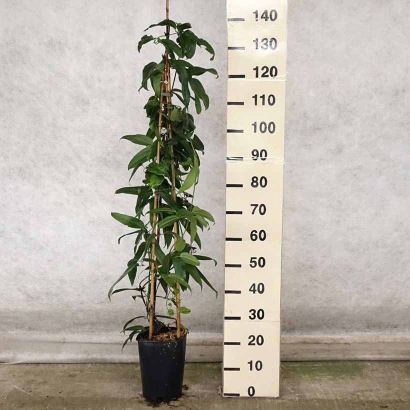 Exemplar von Clematis armandii - Immergrüne Waldrebe Topf mit 4L/5L wie im Herbst geliefert