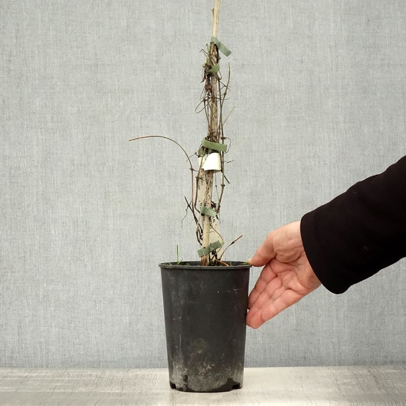 Exemplar von Waldrebe Asao - Clematis Topf mit 2L/3L wie im Herbst geliefert