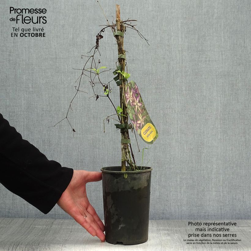 Exemplar von Clematis viticella Astra nova - Waldrebe Topf mit 2L/3L wie im Herbst geliefert