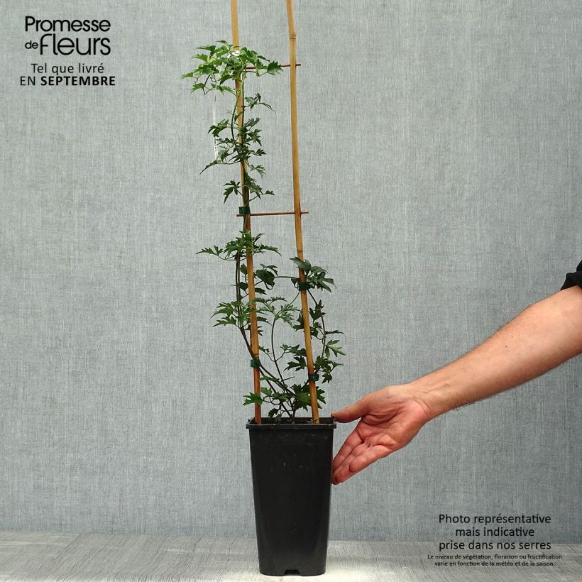 Exemplar von Waldrebe Avalanche - Clematis Topf mit 2L/3L wie im Herbst geliefert