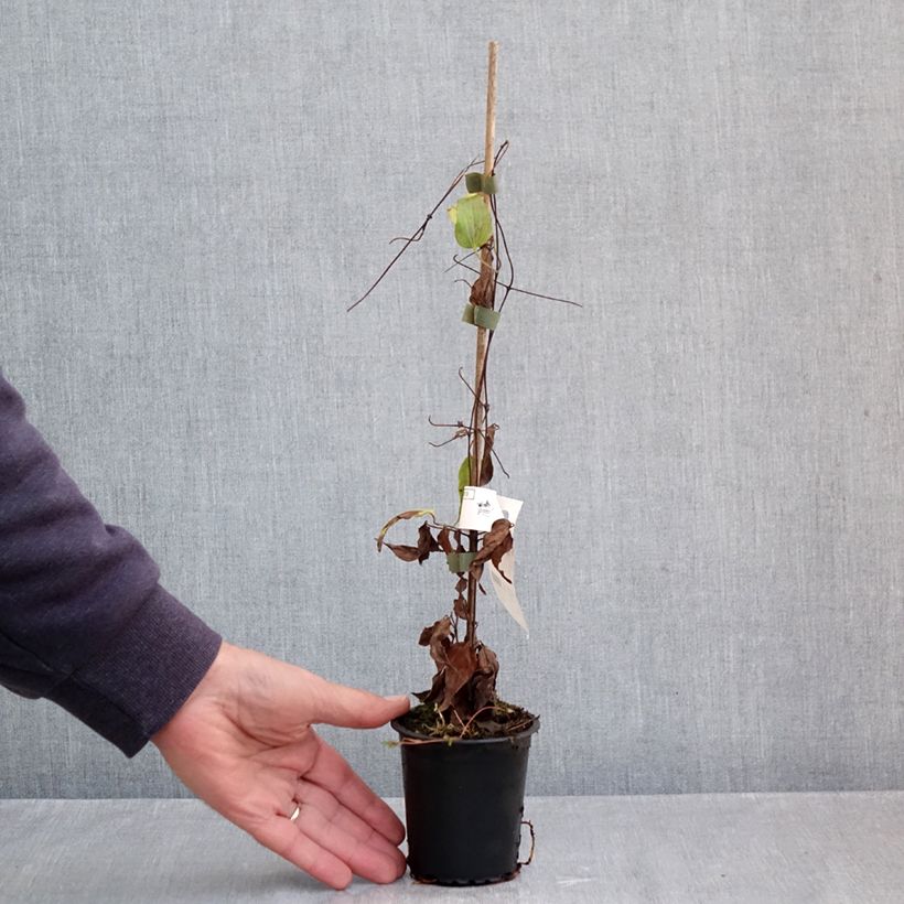 Exemplar von Waldrebe Barbara Harrington - Clematis Kleine Töpfe von 8/9 cm wie im Herbst geliefert