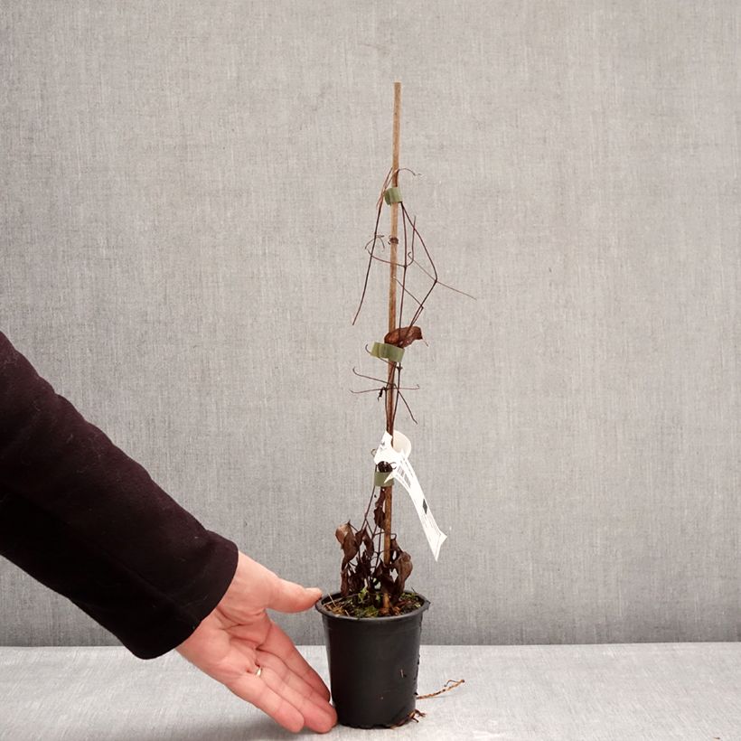 Exemplar von Waldrebe Barbara Harrington - Clematis Kleine Töpfe von 8/9 cm wie im Winter geliefert