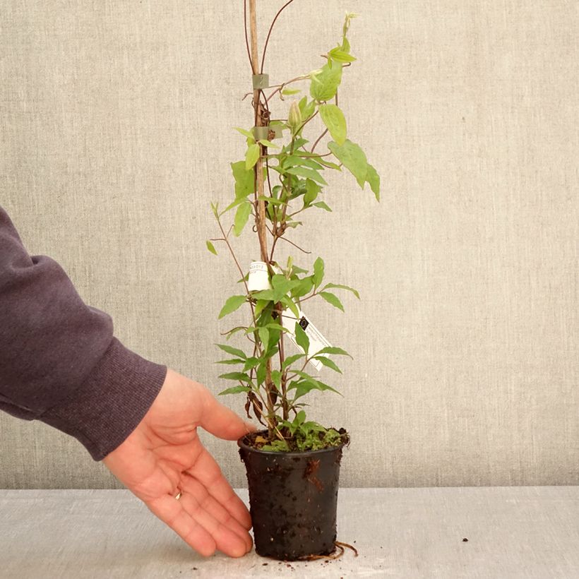 Exemplar von Waldrebe Barbara Harrington - Clematis Kleine Töpfe von 8/9 cm wie im Frühjahr geliefert
