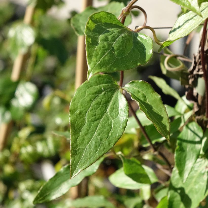 Waldrebe Barbara Harrington - Clematis (Laub)