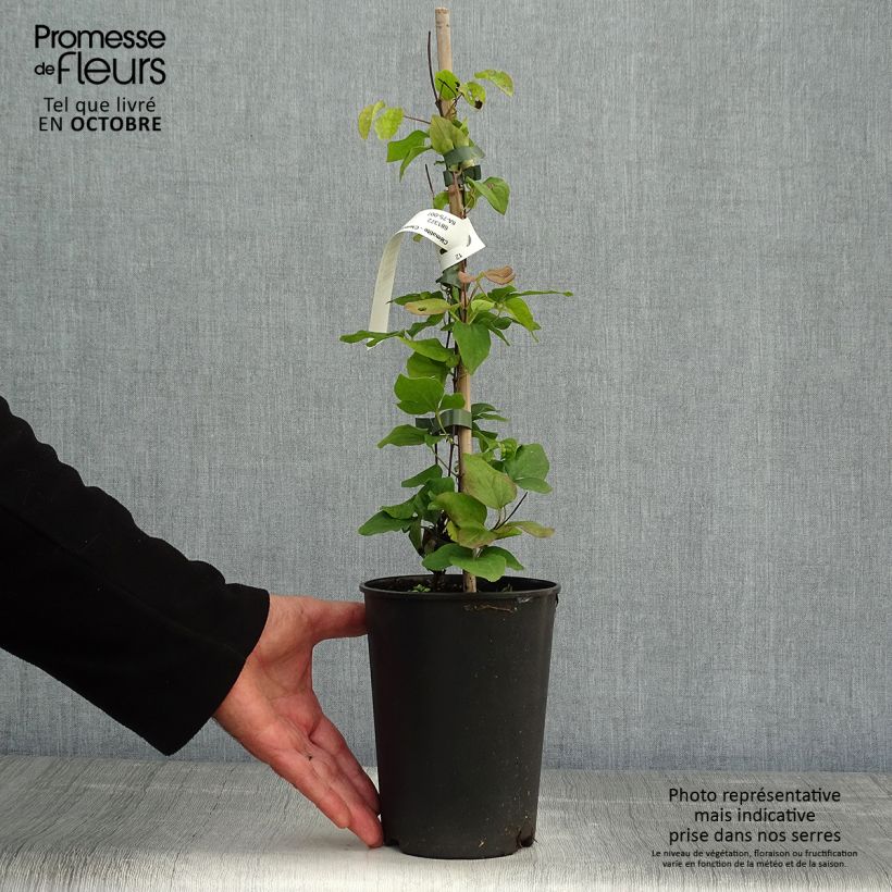 Exemplar von Waldrebe Blue Light - Clematis Topf mit 1,5L/2L wie im Herbst geliefert