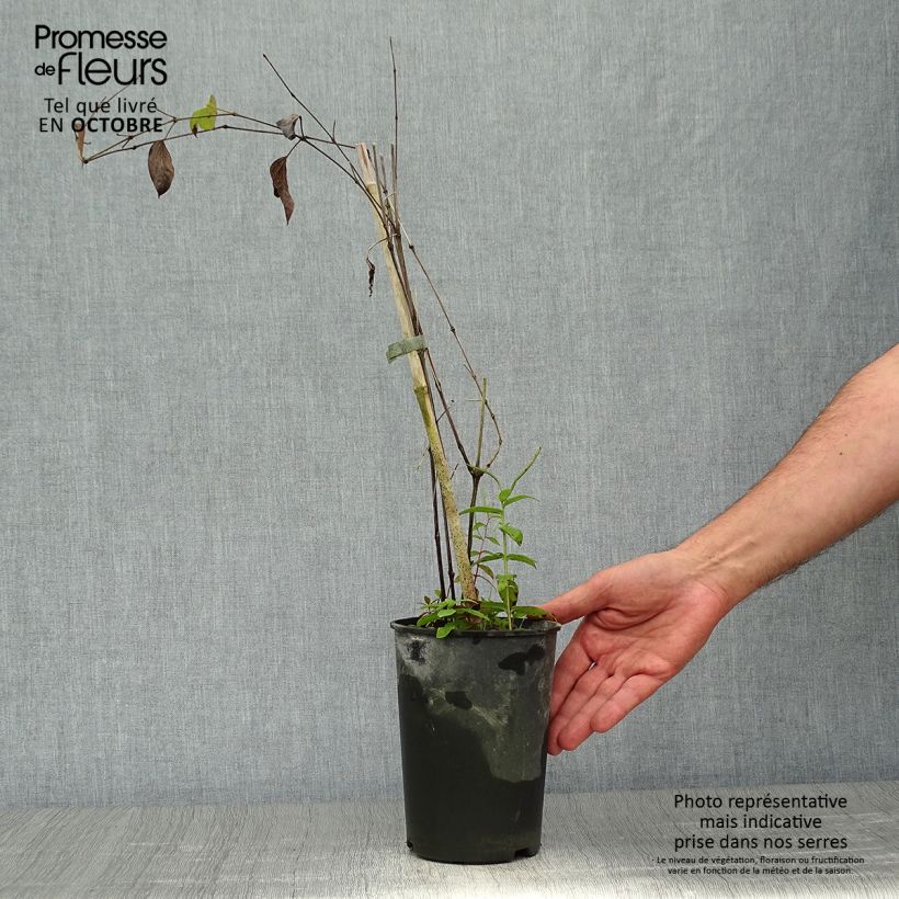 Exemplar von Waldrebe Blue pirouette - Clematis Topf mit 2L/3L wie im Herbst geliefert