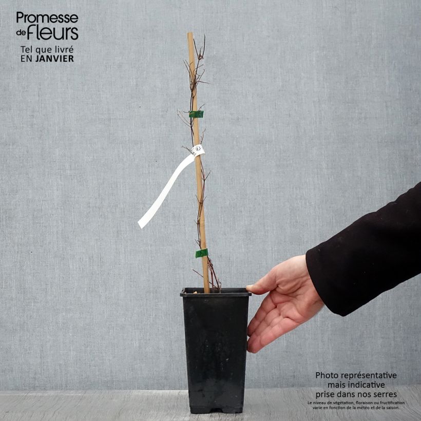 Exemplar von Waldrebe Carnaby - Clematis Topf mit 1,5L/2L wie im Winter geliefert