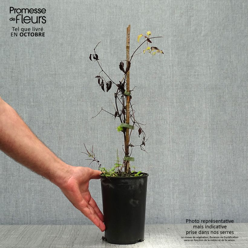 Exemplar von Waldrebe Caroline - Clematis Topf mit 2L/3L wie im Herbst geliefert