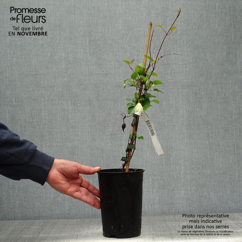Exemplar von Clematis cirrhosa Freckles - Waldrebe Topf mit 2L/3L wie im Herbst geliefert