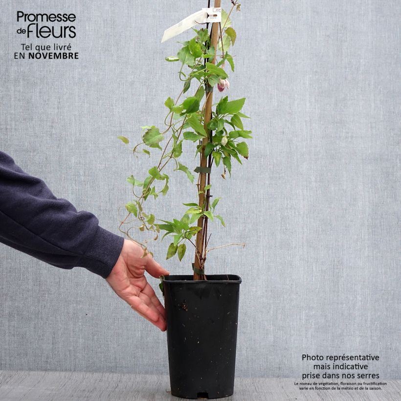 Exemplar von Clematis cirrhosa Lansdowne Gem - Waldrebe Topf mit 2L/3L wie im Herbst geliefert