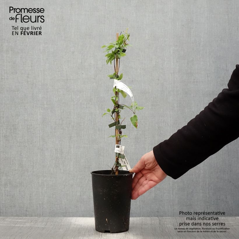 Exemplar von Clematis cirrhosa Lansdowne Gem - Waldrebe Topf mit 2L/3L wie im Winter geliefert