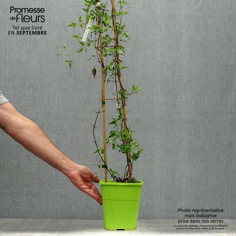 Exemplar von Clematis cirrhosa Winter Parasol - Waldrebe Topf mit 2L/3L wie im Herbst geliefert