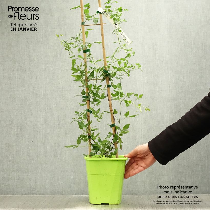 Exemplar von Clematis cirrhosa Winter Parasol - Waldrebe Topf mit 2L/3L wie im Winter geliefert