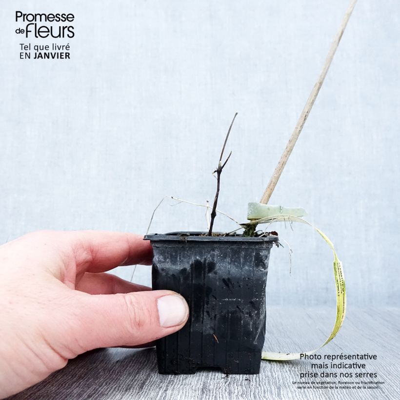 Exemplar von Waldrebe Comtesse de Bouchaud - Clematis Kleine Töpfe von 8/9 cm wie im Winter geliefert