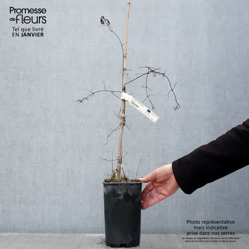 Exemplar von Waldrebe Crystal Fountain - Clematis Topf mit 2L/3L wie im Winter geliefert