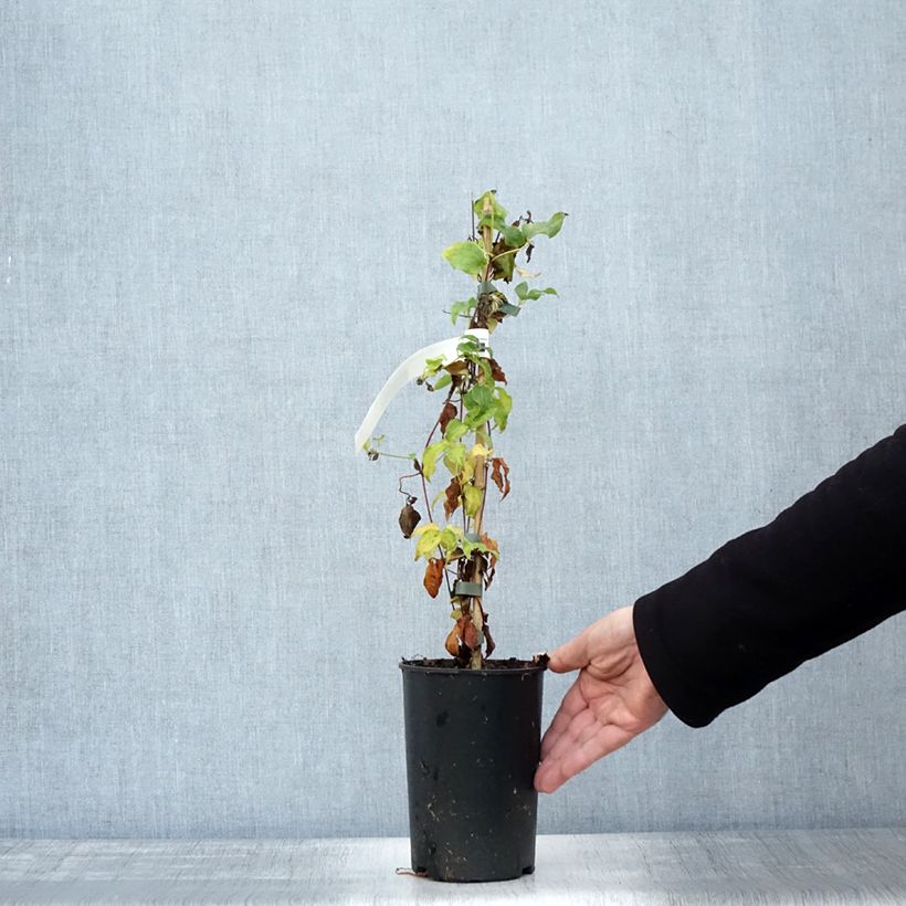 Exemplar von Waldrebe Dancing King - Clematis Topf mit 2L/3L wie im Herbst geliefert