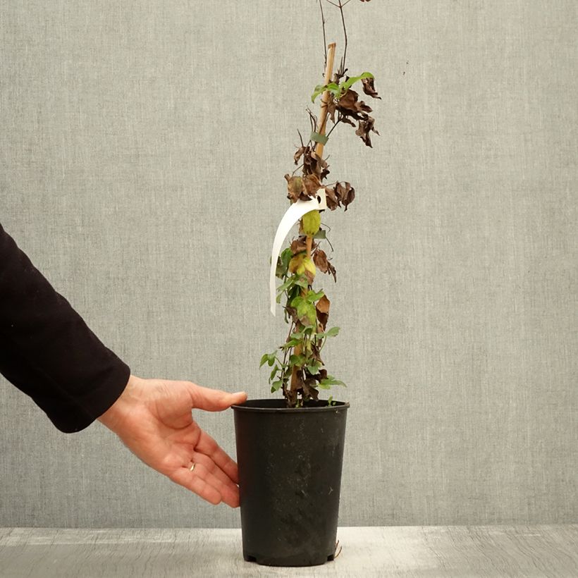 Exemplar von Waldrebe Destiny - Clematis Topf mit 1,5L/2L wie im Herbst geliefert