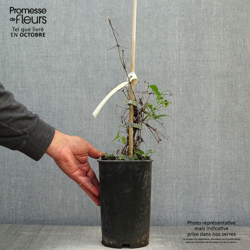 Exemplar von Waldrebe Diamantina - Clematis Topf mit 2L/3L wie im Herbst geliefert