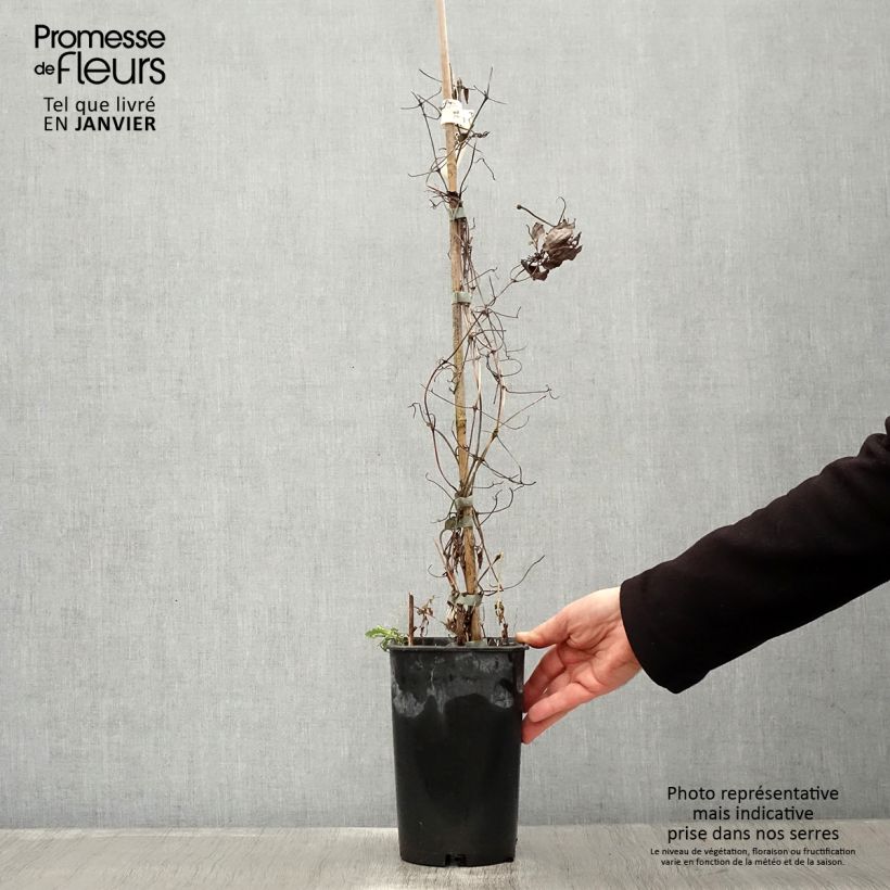 Exemplar von Waldrebe Diamantina - Clematis Topf mit 2L/3L wie im Winter geliefert