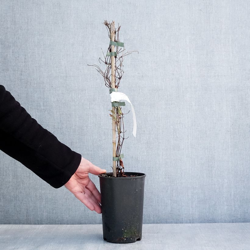 Exemplar von Waldrebe Stella Bella - Clematis Topf mit 1,5L/2L wie im Winter geliefert