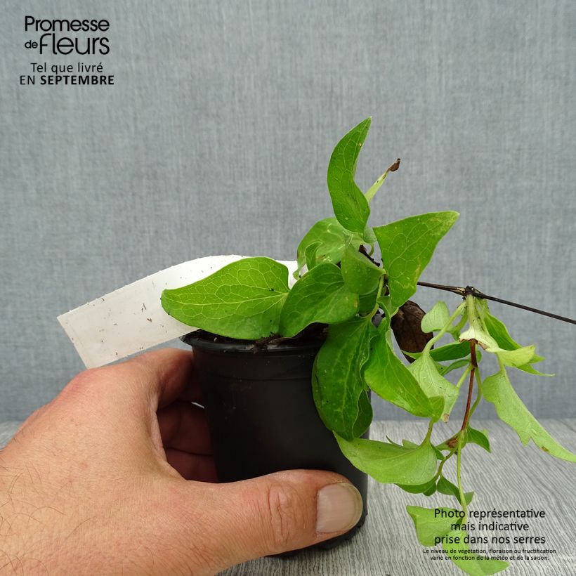 Exemplar von Waldrebe Docteur Ruppel - Clematis Kleine Töpfe von 8/9 cm wie im Herbst geliefert