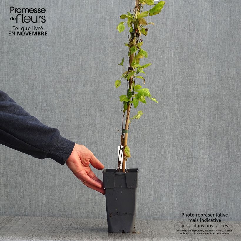 Exemplar von Waldrebe Eriostemon - Clematis Topf mit 2L/3L wie im Herbst geliefert