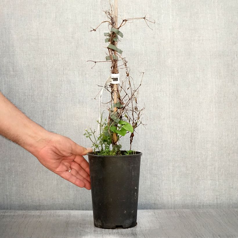 Exemplar von Waldrebe Etoile Nacrée - Clematis Topf mit 2L/3L wie im Herbst geliefert