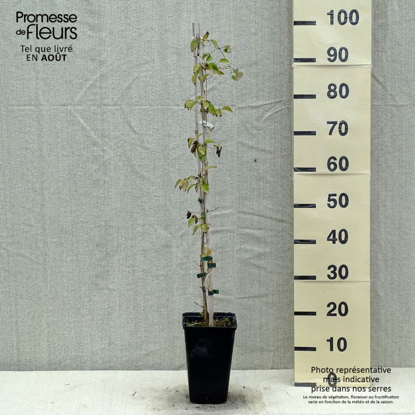 Exemplar von Waldrebe Etoile Nacrée - Clematis Topf mit 2L/3L wie im Sommer geliefert