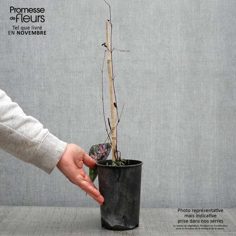 Exemplar von Waldrebe Exciting - Clematis Topf mit 2L/3L wie im Herbst geliefert
