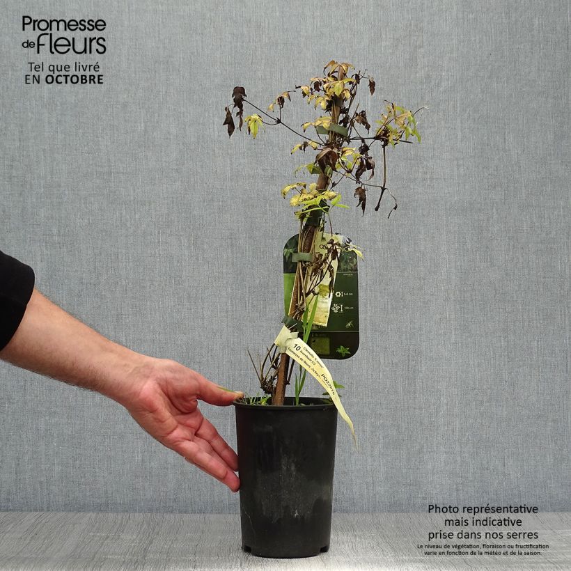 Exemplar von Waldrebe Eximia - Clematis Topf mit 2L/3L wie im Herbst geliefert
