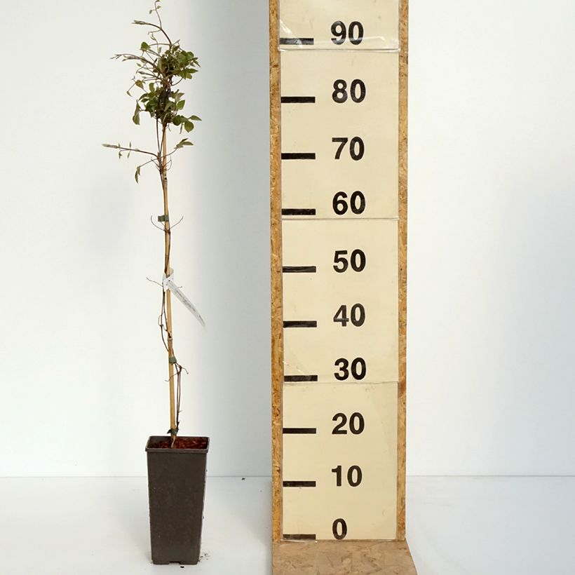 Exemplar von Waldrebe First Love - Clematis Topf mit 2L/3L wie im Frühjahr geliefert