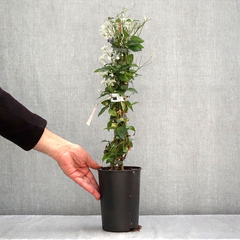 Exemplar von Clematis flammula Aromatica - Waldrebe Topf mit 2L/3L wie im Herbst geliefert