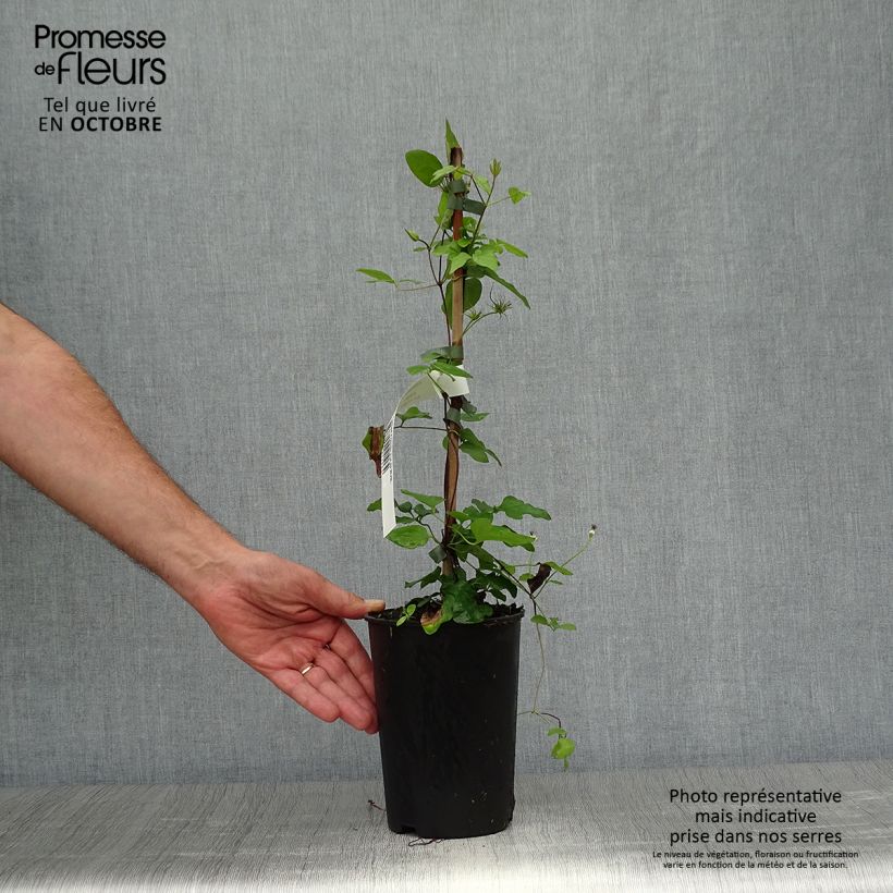 Exemplar von Clematis jackmanii Forever Friends - Waldrebe Topf mit 2L/3L wie im Herbst geliefert