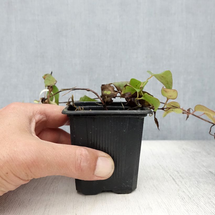 Exemplar von Waldrebe Général Sikorski - Clematis Kleine Töpfe von 8/9 cm wie im Sommer geliefert