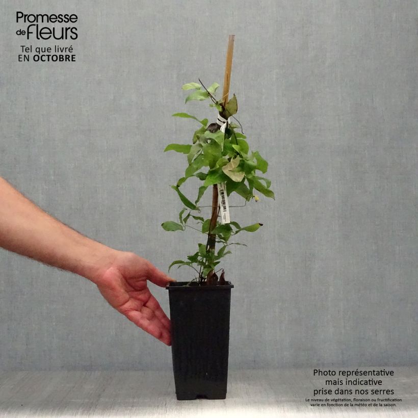 Exemplar von Waldrebe H. F. Young - Clematis Topf mit 1,5L/2L wie im Herbst geliefert