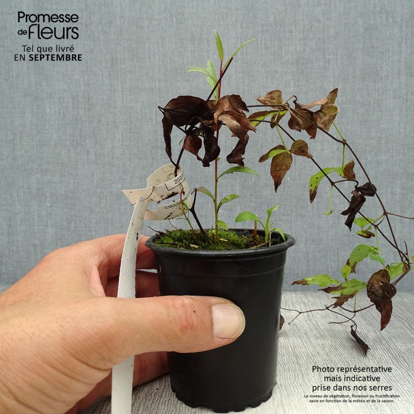 Exemplar von Waldrebe Hagley hybride - Clematis Kleine Töpfe von 8/9 cm wie im Herbst geliefert